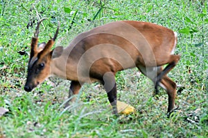 This is an image of cute hog deer or axis porcinus