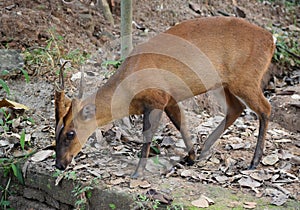 This is an image of cute hog deer or axis porcinus photo