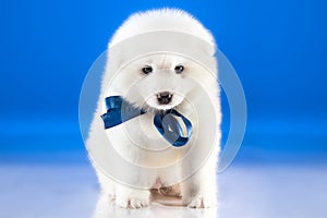 Image of cute puppy Samoyed breed