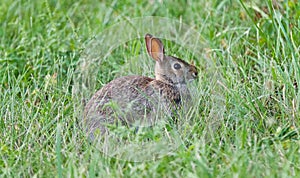 Image of a cute rabbit sitting in the grass