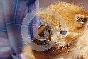 Image of cute red tabby kitten. Animals day, mammal, pets concept.