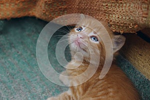 image of cute red tabby kitten. Animals day, mammal, pets concept.