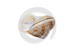 Image of cyclophorid snailsCyclophoridae isolated on white background. Undersea Animals. Sea Shells