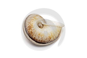 Image of cyclophorid snailsCyclophoridae isolated on white background. Undersea Animals. Sea Shells