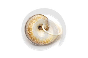 Image of cyclophorid snailsCyclophoridae isolated on white background. Undersea Animals. Sea Shells