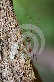 Image of Daddy Long Legged Spiders& x28;Pholcidae& x29;