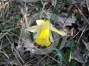 Image of daffodil flowers grass. Natural composition