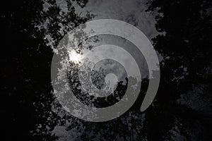 Image of dark night in Peruvian jungle. Rainforest evening. Shadows of jungle