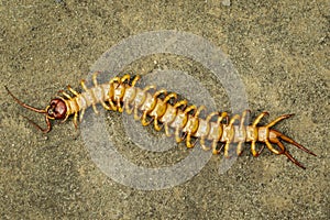 Image of dead centipedes or chilopoda on the ground. Animal. poisonous animals