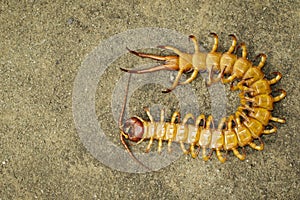 Image of dead centipedes or chilopoda on the ground. Animal. poisonous animals