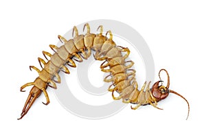 Image of dead centipedes or chilopoda isolated on white background. Animal. poisonous animals