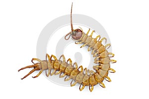 Image of dead centipedes or chilopoda isolated on white background. Animal. poisonous animals