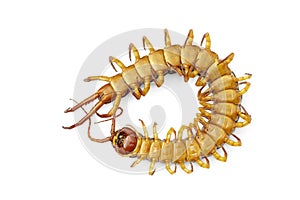 Image of dead centipedes or chilopoda isolated on white background. Animal. poisonous animals