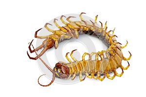 Image of dead centipedes or chilopoda  on white background. Animal. poisonous animals
