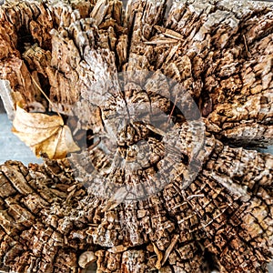 Image Of A Dead Decaying Tree Stump With Patterns And Texture