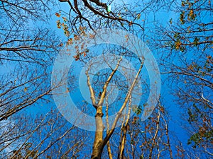 Dead tree with the blue sky, in nature landscape of winter meadow of Thailand.