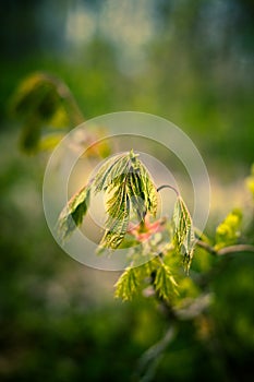 Image of dead wilted plant