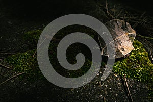 Image of a decomposed leaf on a surface of moss