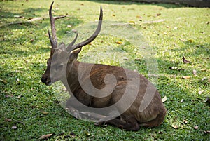 Image of a deer relax on nature background. photo