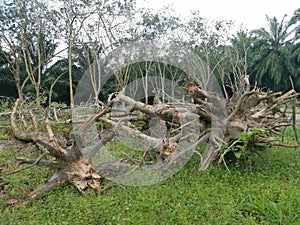 Deforestation of the rubber estate