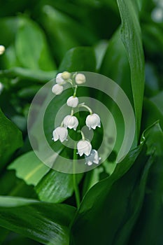 Image of delicate white lily of the valley among dark green leaves in the spring garden