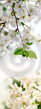 Image of depicting White flowers and a branch of a blossoming tree with white flowers