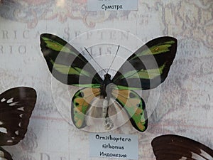 A male Queen Alexandra's Bird Wing butterfly on a white back photo
