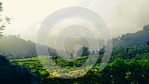 The image depicts a landscape with trees, plants, and vegetation. There are clouds in the sky and fog covering the mountain