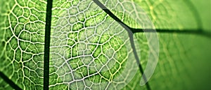 Leaf texture macro photography