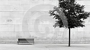 A black and white image of a bench and tree.