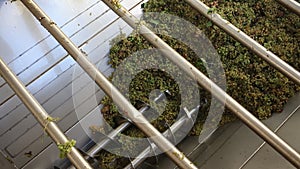 Image of destemming process of separating stems from grapes in winery