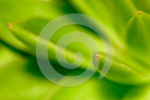 An image of a detail of a leaf of a beautiful succulent plant.