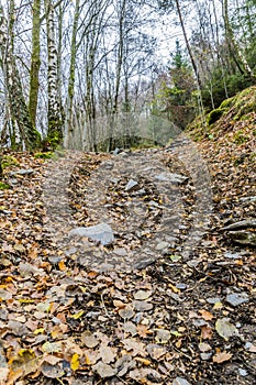 Image of a dirt road with many loose stoneimage of a dirt road with many loose stone in the forest