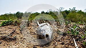 Image of Dirty dead fish lying on the ground.