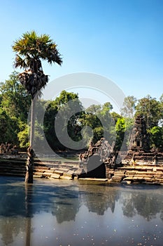 An image displaying a tall palm tree growing from the muddy waters of the sacred Cambodian lake, Neak Pean