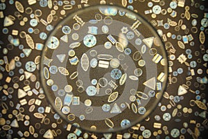 Image of diverse plankton under a magnifying glass