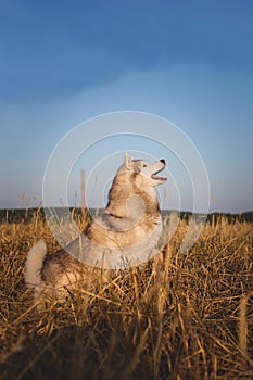 Image of dog breed Siberian husky jumping on the rye field background.