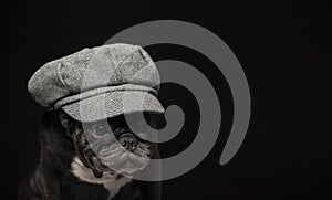 Image of dog cap dark background