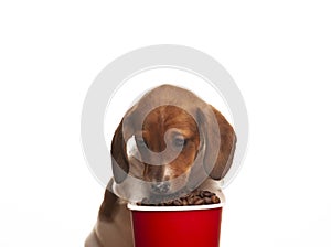 Image of dog coffee cup white background