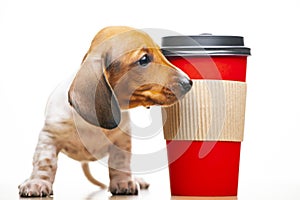 Image of dog cup white background