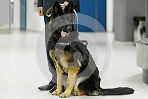 Image of a dog for detecting drugs at the airport standing near the customs guard