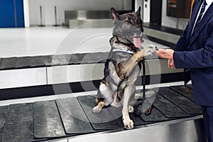 Image of a dog for detecting drugs at the airport standing near the customs guard.
