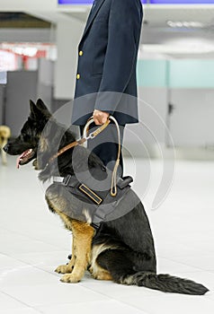 Image of a dog for detecting drugs at the airport standing near the customs guard. Horizontal view