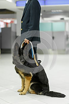 Image of a dog for detecting drugs at the airport standing near the customs guard. Vertical view