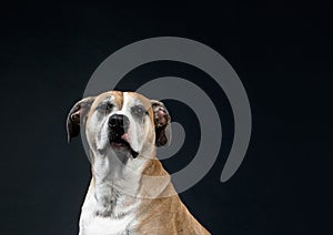 Image of dog in fun poses