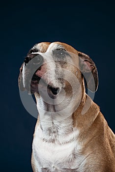 Image of dog in fun poses