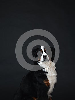 Image of dog in fun poses