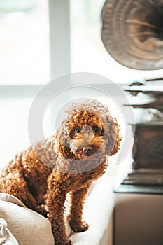 Image of dog in fun poses