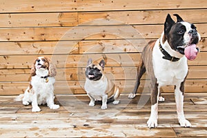 Image of dog in fun poses