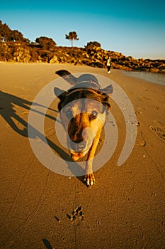 Image of dog in fun poses
